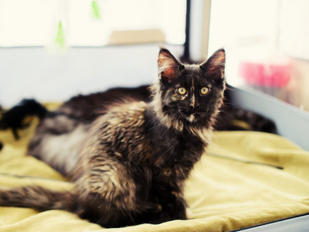 cute cat at home. Blurred backgroundの写真素材