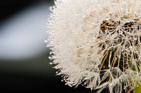 Dewy dandelion flower with water dropsの写真素材