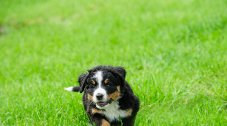 small happy puppy running on a green grassの写真素材