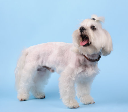 cute white dog on a blue studio background. lap-dogの写真素材