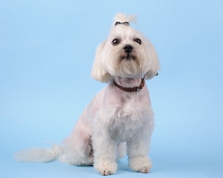 cute white dog on a blue studio background. lap-dogの写真素材
