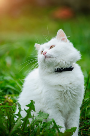 cat on the green grassの写真素材