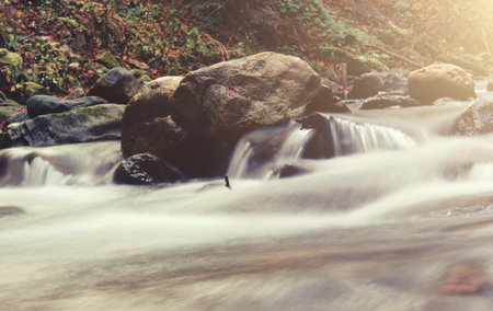 mountain fast stream river with rapids and forest from both sidesの写真素材