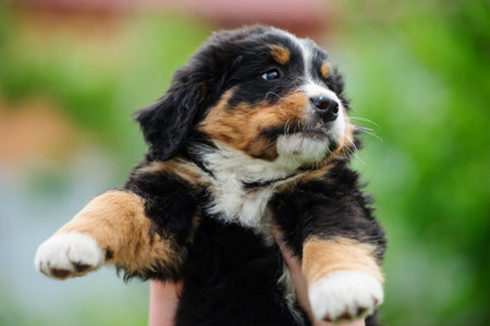 hands holding small puppy on a blurred backgroundの写真素材