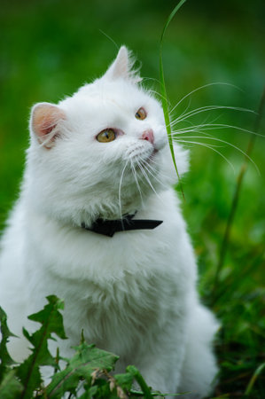 cat on the green grassの写真素材