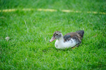 duck on a green grassの写真素材
