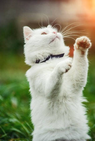 cat on the green grassの写真素材