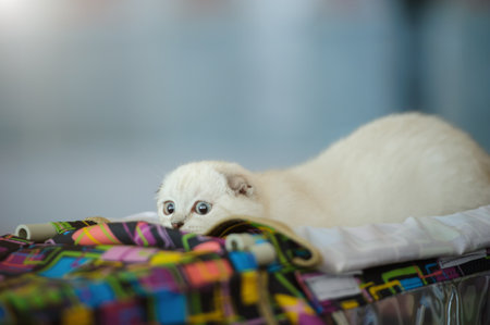 cute cat at home. Blurred backgroundの写真素材