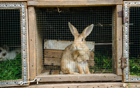 rabbits in the wooden cageの写真素材