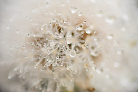 Dewy dandelion flower with water dropsの写真素材