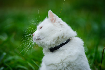 cat on the green grass