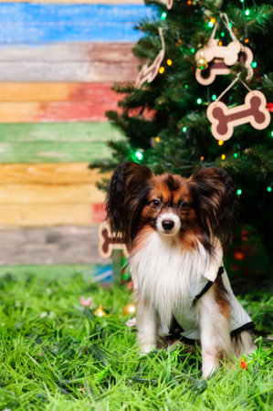 small puppy on a green grass near fir treeの写真素材