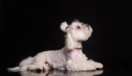 cute white dog on a black studio background. lap-dog
