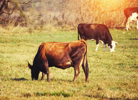 cow on the green pastureの写真素材