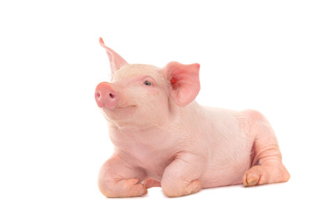 Happy young pig isolated on white background. Funny animals emotions.の写真素材