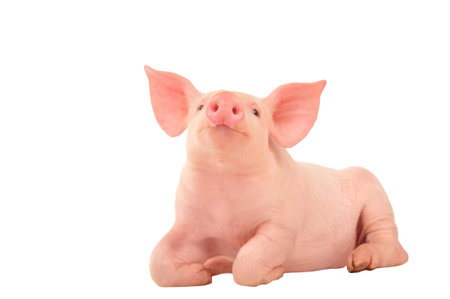 Happy young pig isolated on white background. Funny animals emotions.の写真素材