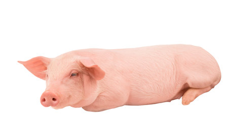 Happy young pig isolated on white background. Funny animals emotions.の写真素材