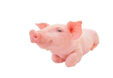 Happy young pig isolated on white background. Funny animals emotions.の写真素材