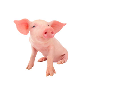 Happy young pig isolated on white background. Funny animals emotions.の写真素材