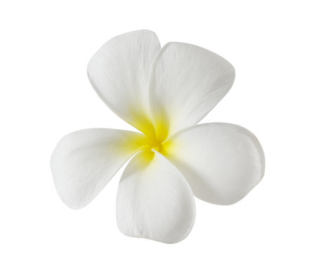 Plumeria Flowerの写真素材