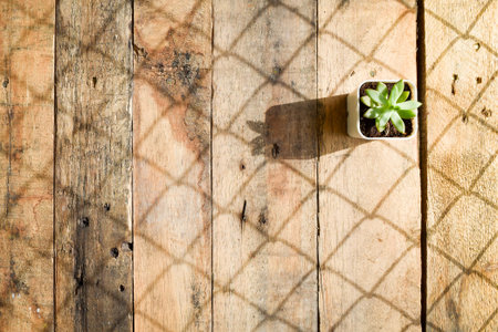 Wooden Background Sunlightの写真素材