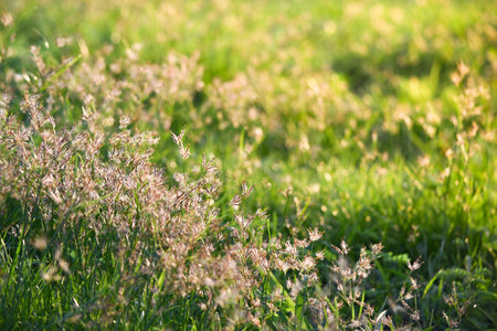 Nature Sunlight Background in the Morning, Garden, Parkの写真素材