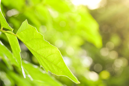 Green Leaf in The Gardenの写真素材