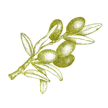 Realistic illustration of black and green olives branch isolated on white background. Design for olive oil, natural cosmetics, health care products, labelの写真素材