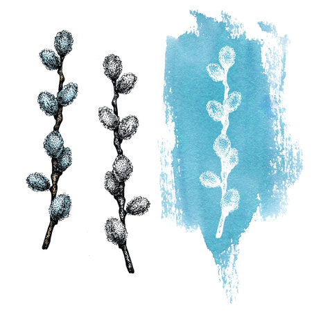 Set with pussy-willow twigs. Hand drawn watercolor illustration isolated on white background. Design of Easter products, banner, background, greetings, postcards.の写真素材
