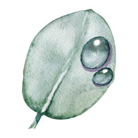 Branch and leaves of eucalyptus with dew drops. Hand drawnwatercolor illustration isolated on white background. Design for wedding printed matter, invitation, congratulations, clipart, postcardの写真素材