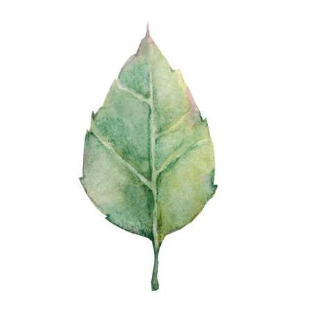 Branch and leaves of roses. Hand drawnwatercolor illustration isolated on white background. Design for wedding printed matter, invitation, congratulations, clipart, postcardの写真素材