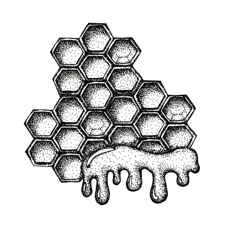 Honeycomb with honey, bee product isolated on white background. Close-up graphic illustration. Packaging and wrapping design for honey, food industry, beekeeper.の写真素材