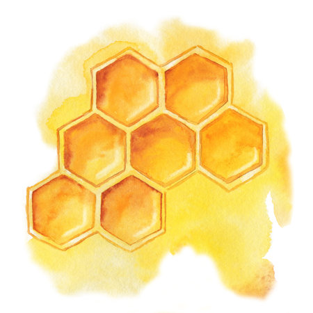 Honeycomb with honey, bee product isolated on white background. Close-up watercolor illustration. Packaging and wrapping design for honey, food industry, beekeeper.の写真素材