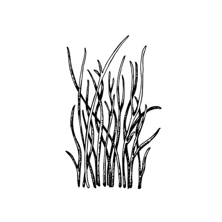 Silhouette of grass, green vegetation. Black line drawing, hand drawn graphics. Design of labels, packaging, wrappers.の写真素材