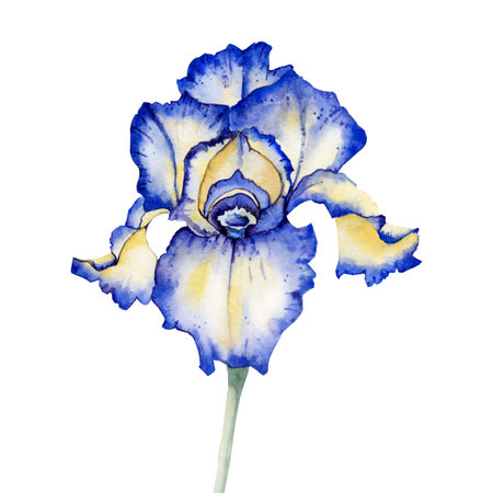 Iris flower. Hand drawn watercolor illustration isolated on white background. Design for wedding printed matter, invitation, congratulations, clipart, postcard, birthday.の写真素材