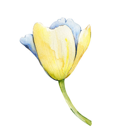 Spring tulip flower. Hand drawn watercolor illustration close up isolated on white background. Design for cards, covers, invitations, congratulations, Mothers Day.の写真素材