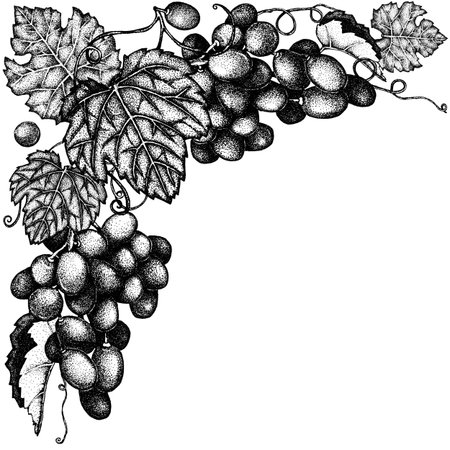 Grapes frame, grape border with leaves. Hand drawn black and white illustration, graphic drawing. Winemaking print product design, background, templateの写真素材