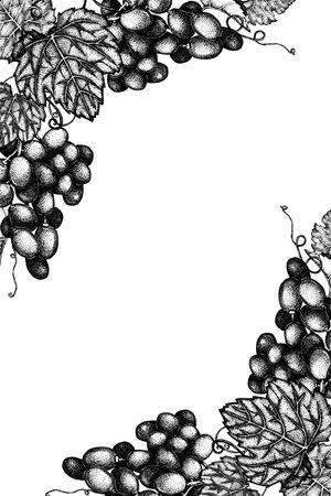 Grapes frame, grape border with leaves. Hand drawn black and white illustration, graphic drawing. Winemaking print product design, background, templateの写真素材