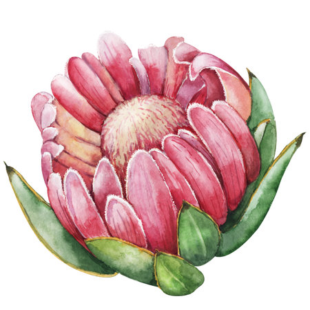 Exotic tropea flower, hand drawn watercolor illustration isolated on white background. wedding design, birthday party, summer productionの写真素材