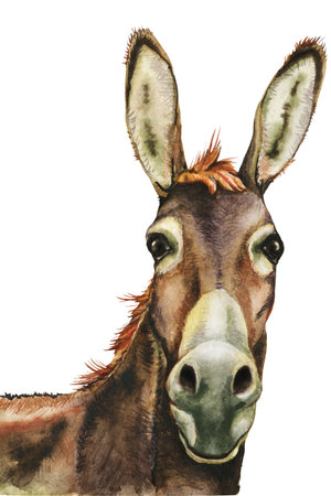 Donkey, farm animals, hand drawn watercolor illustrationの写真素材
