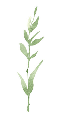 Spring greenery, twigs with tender summer leaves and buds, hand drawn watercolor illustration on a white backgroundの写真素材