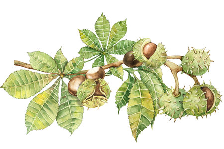 Branch with chestnut leaves and fruits, watercolor illustration drawn on a white backgroundの写真素材
