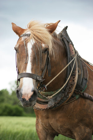 Portrait of a tired farm horse while it was making a break from the work on the field - Palatinate - Germanyの写真素材