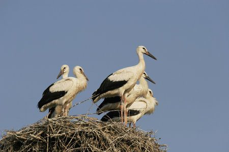 Young storks on the nest. - Ciconia