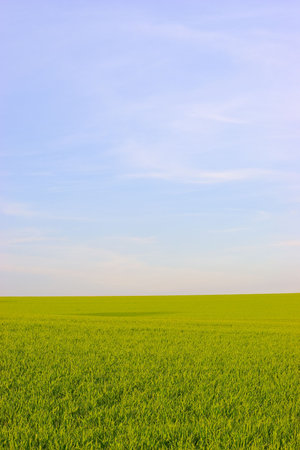 Green grass and blue sky. の写真素材