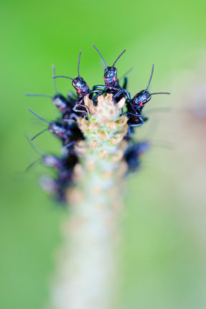 Formation of black crickets on a plant in southern brazilの写真素材