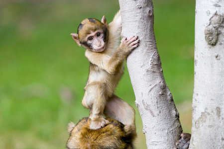 Cute young monkey stepping on its mothers headの写真素材