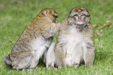 Barbary ape lousing another ape in green grassの写真素材