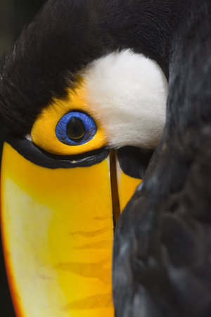 Toco toucan in the Parque das Aves - Foz do Iguacu - Brazil