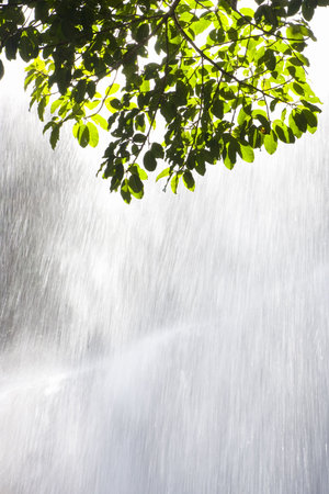 Sunlight on green leaves in front of a waterfallの写真素材